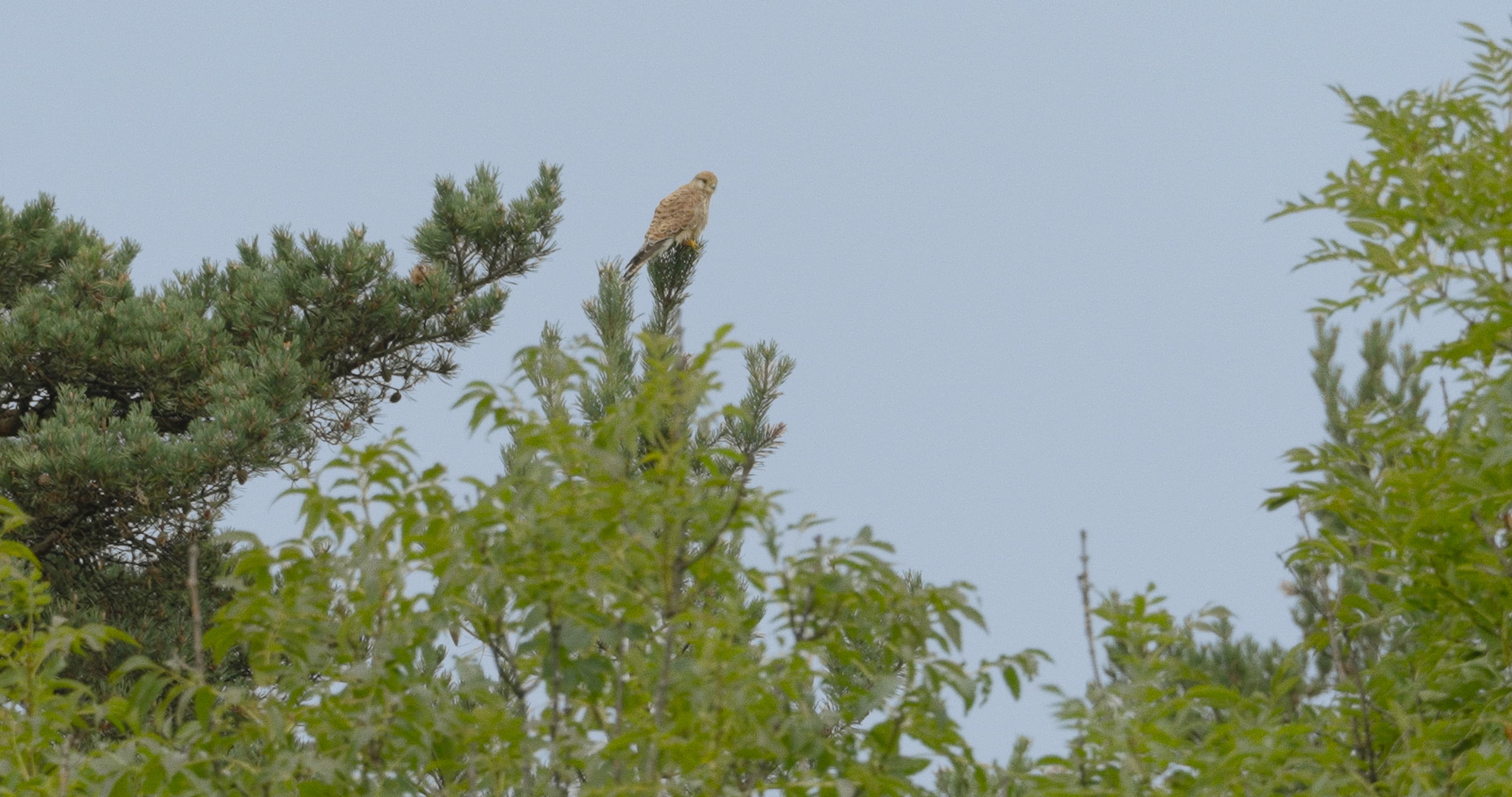 Photo du film Tout ce que ces arbres ont vu